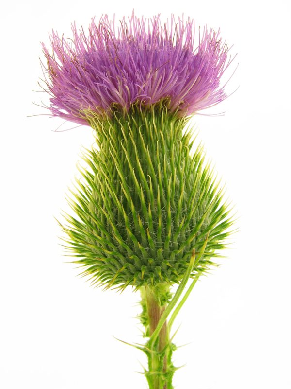 thistle2-600x800